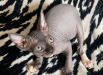 F1 Sphynx - Sphynx Kitten For Sale - 
