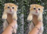 Cocoo - Scottish Fold Kitten For Sale - Oakland&comma; CA&comma; US