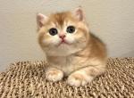 Golden - British Shorthair Kitten For Sale - Vancouver&comma; WA&comma; US