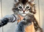 Millie - Maine Coon Kitten For Sale - 