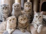 Royal cats - Scottish Straight Cat For Sale - Brooklyn&comma; NY&comma; US