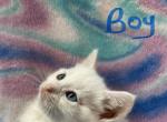 Mollys kitties - Domestic Kitten For Sale - 