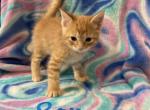 Mollys kitties - Domestic Kitten For Sale - Noble&comma; IL&comma; US