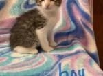 Mollys kitties - Domestic Kitten For Sale - Noble&comma; IL&comma; US