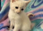 Flame molly - Siamese Kitten For Sale - Noble&comma; IL&comma; US