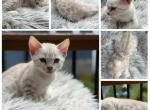 Woody - Bengal Kitten For Sale - ME&comma; US
