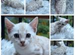 Dolly - Bengal Kitten For Sale - ME&comma; US
