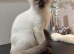 Leo - Balinese Kitten For Sale - Chicago&comma; IL&comma; US