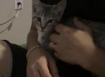 Sayla - Domestic Kitten For Adoption - Cornelius&comma; NC&comma; US