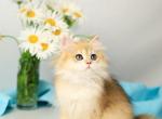Santana - British Shorthair Kitten For Sale - Jacksonville&comma; FL&comma; US