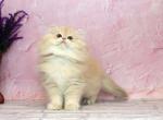 Azalia - British Shorthair Kitten For Sale - Jacksonville&comma; FL&comma; US