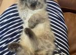 Sandra - Ragdoll Kitten For Sale - 
