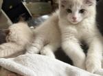 Gaston - Ragdoll Kitten For Sale - San Diego&comma; CA&comma; US