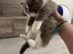 Sepiaboy - Ragdoll Kitten For Sale - San Diego&comma; CA&comma; US