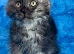 Stormy - Maine Coon Kitten For Sale - 