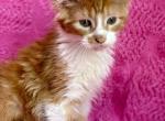 Starla - Maine Coon Kitten For Sale - 