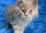 Haze - Maine Coon Kitten For Sale - 