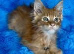 Max - Maine Coon Kitten For Sale - 