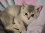 Luffy - British Shorthair Kitten For Sale - 