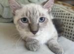 Oliver - Munchkin Kitten For Sale - 
