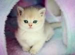 Lucy - British Shorthair Kitten For Sale - Charlotte&comma; NC&comma; US