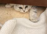 Blizzard - Scottish Fold Kitten For Sale - 