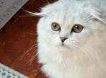 Lily Dot - Scottish Fold Kitten For Sale - 