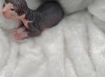 Mocha - Sphynx Kitten For Sale - Warsaw&comma; MO&comma; US