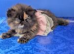 Savana - Persian Kitten For Sale - Pembroke Pines&comma; FL&comma; US