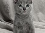 Motya - Russian Blue Kitten For Sale - Pembroke Pines&comma; FL&comma; US