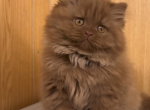 Bekur - Persian Kitten For Sale - Richmond&comma; VA&comma; US
