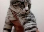 Ice Cube - Maine Coon Cat For Sale - Vancouver&comma; WA&comma; US