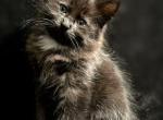 Valkyrie - Ragdoll Kitten For Sale - 