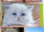 Noname24 - Ragdoll Kitten For Sale - Niles&comma; OH&comma; US