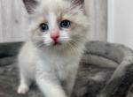 Amie - Ragdoll Kitten For Sale - 