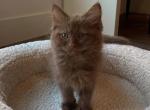 Authur - Ragdoll Kitten For Sale - 