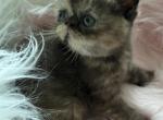 Exotic walkie Tortie - Exotic Kitten For Sale - Palm Coast&comma; FL&comma; US