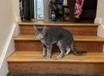 Stormy - Domestic Cat For Adoption - 
