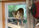 Itzy - Domestic Cat For Sale - Bethlehem&comma; PA&comma; US