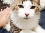 Big Mac - Domestic Kitten For Sale - Urbana&comma; IL&comma; US
