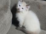 Luca Available & Chet SOLD - Ragdoll Kitten For Sale - AR&comma; US