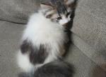 Paxton - Ragdoll Kitten For Sale - AR&comma; US