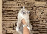 Female Ragdoll Kitty - Ragdoll Kitten For Sale - Warwick&comma; RI&comma; US