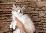 Female Kitty - Ragdoll Kitten For Sale - Warwick&comma; RI&comma; US