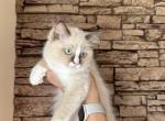 Female Ragdoll Kitten - Ragdoll Kitten For Sale - Warwick&comma; RI&comma; US