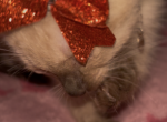 Siamese - Siamese Kitten For Sale - Tucson&comma; AZ&comma; US