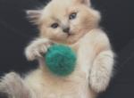 Narma - Ragdoll Kitten For Sale - 