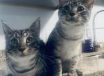 Chad & Rick F6 Savannah - Savannah Kitten For Sale - 