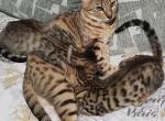 Home bread - Savannah Kitten For Sale - Phila&comma; PA&comma; US