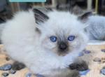 Ragdoll kittens - Ragdoll Kitten For Sale - Attica&comma; MI&comma; US